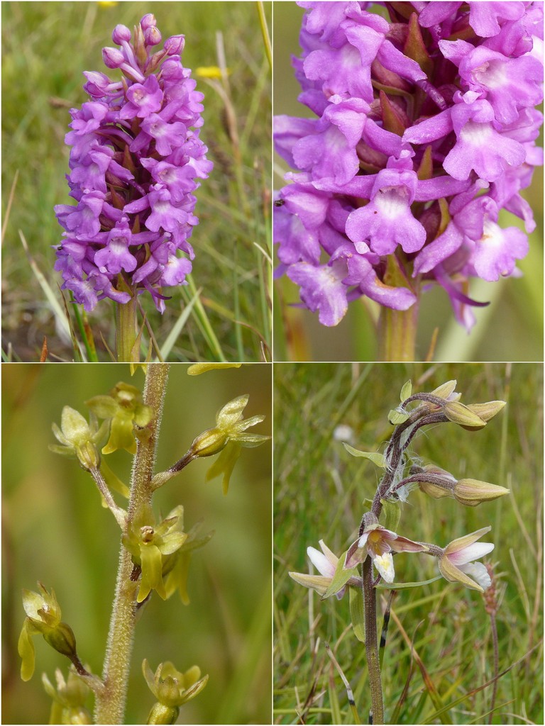 Orchidee d''Irlanda